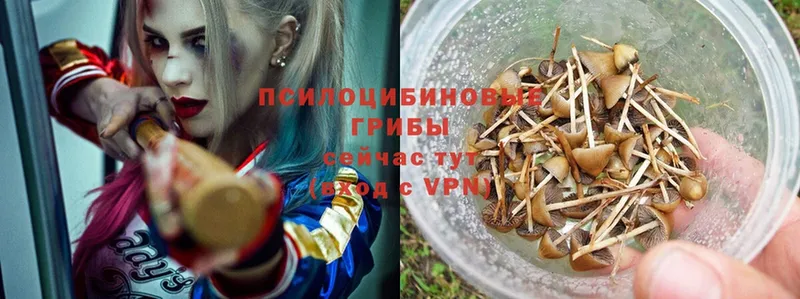 купить наркотик  Анжеро-Судженск  Псилоцибиновые грибы Psilocybe 